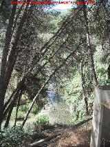 Río Frío. Pinos de después de la piscifactoría
